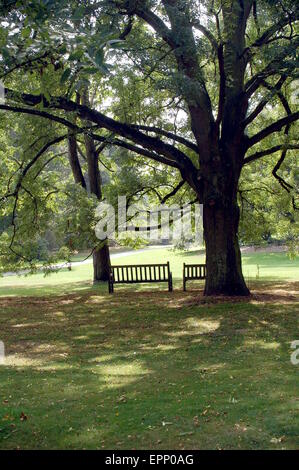Un couple de bancs sous un arbre dans un parc à Kew Gardens, Londres. Banque D'Images