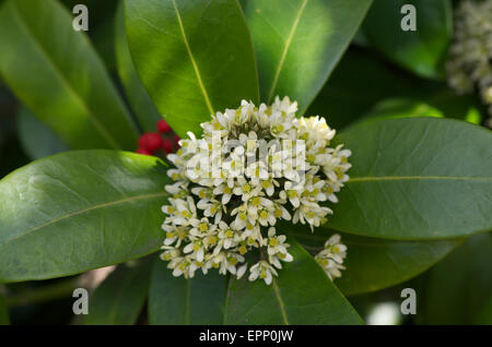 Skimmia japonica subs. Reevesiana Banque D'Images