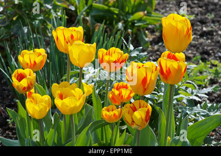 Tulipa Flamme olympique croissant dans un jardin Banque D'Images