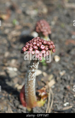 Darmera peltata, Indian rhubarb en bouton. Banque D'Images