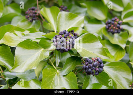 Hedera helix lierre feuilles et baies noires en woodland UK Banque D'Images