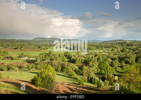 Commune de Malvern Hills Bringsty au printemps, Herefordshire, Angleterre, RU Banque D'Images