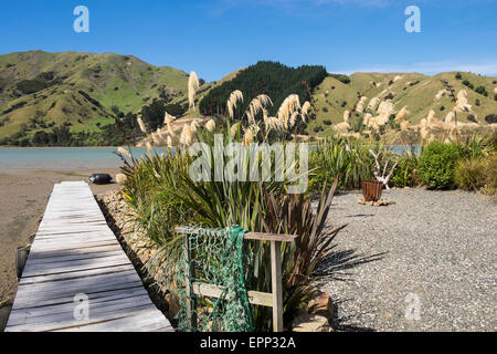 Jetty et Austroderia l'herbe sur la rive de la baie de câble, en Nouvelle-Zélande. Banque D'Images