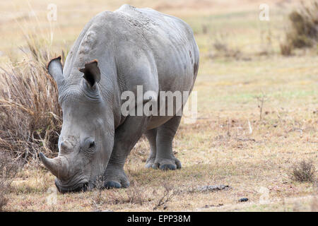 Rhino dans le parc national du Kenya Banque D'Images