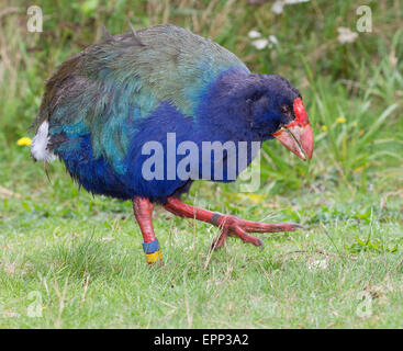 Talève takahé Porphyrio hochstetteri un grand oiseau de la rampe d'alimentation de la famille sur l'herbe sur l'ile sud Nouvelle Zelande Banque D'Images