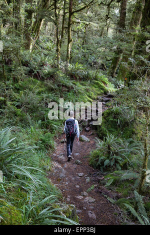 Un female hiker promenades à travers la forêt pluviale tempérée dans les Alpes du sud de l'île du Sud Nouvelle-zélande près du lac Marian Banque D'Images