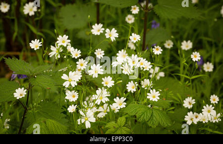 Une plus grande Stellaire des sables Stellaria holostea en croissant en bois humide UK Somerset Banque D'Images