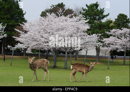 Cerfs sous les arbres pendant la saison des cerisiers en fleur dans le Parc de Nara, Japon Banque D'Images