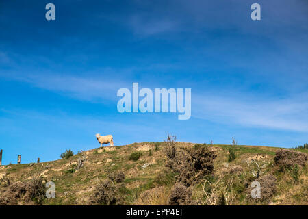 Moutons sur la colline le long du chemin de la baie, en Nouvelle-Zélande. Banque D'Images