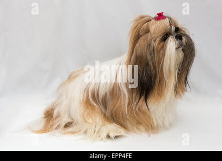 Les petites races de chiens Shih Tzu sur fond blanc Banque D'Images