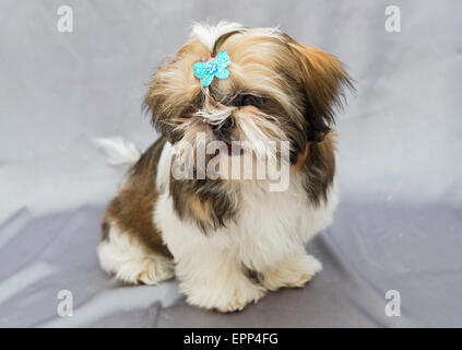 Shaggy chiot Shih Tzu est assis sur un fond gris Banque D'Images