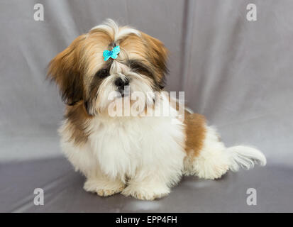 Shaggy chiot Shih Tzu est assis sur un fond gris Banque D'Images