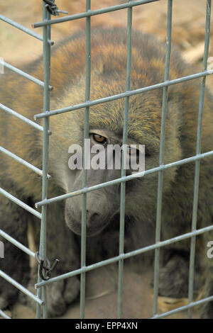 Un babouin triste dans une cage qui rappelle l'emprisonnement Banque D'Images