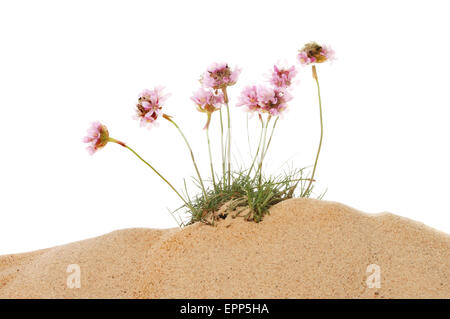 Massif de l'épargne, l'Armeria maritima, fleurs qui poussent dans le sable sur un fond blanc. Banque D'Images