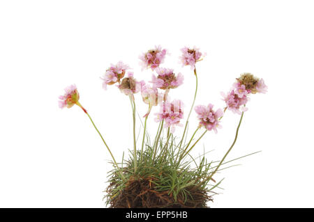 Massif de l'épargne, l'Armeria maritima ou la mer fleurs rose blanche contre isolés Banque D'Images