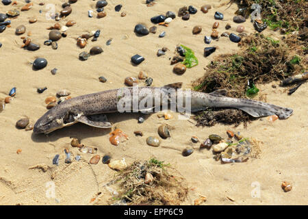 Morts sous-dimensionnés ou huss bull aiguillats rejetés sur la plage de Southwold, Suffolk, Angleterre, Royaume-Uni. Banque D'Images