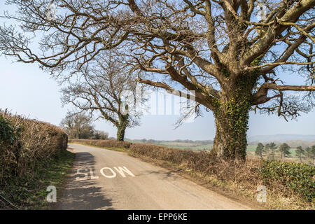 Signe lent peint sur la route, avant un virage masqué à côté de grandes haies et arbres matures dans la campagne du Dorset Banque D'Images