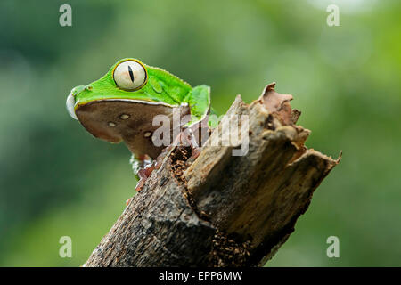 Bordée de blanc grenouille Phyllomedusa vaillantii (feuilles), la famille (Hylidae Rainette), Amazon rainforest, Parc national Yasuni, en Equateur Banque D'Images
