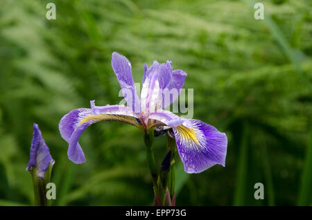 IRIS Banque D'Images