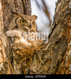 Les hiboux,Grand Duc et nouveaux-nés Owlet en nid d'un pin de l'Idaho Bose.USA Banque D'Images
