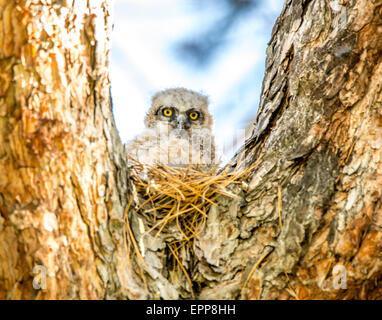 Les hiboux,Grand-duc d'Amérique, New Born Owlet perché en nid d'empreinte de pin. Boise, Idaho USA Banque D'Images