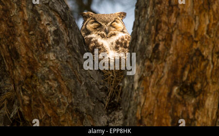 Les hiboux, grand duc assis sur nid d'un pin (arbre creux avec spot light Boise IDAHO USA Banque D'Images