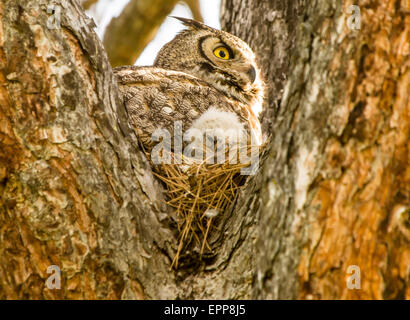 Les hiboux, grand-duc d'Amérique et nouveaux-nés Owlet en nid d'un pin. New York Banque D'Images