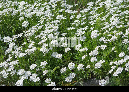 L'Pruit candytuft iberis pruitii) (fleurs blanches s'épanouit au printemps. Banque D'Images