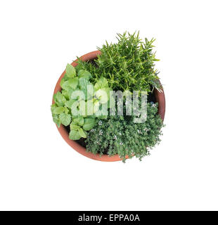 Les jeunes la mélisse, romarin et thym plantes cultivées en pot en terre cuite isolé sur blanc. Banque D'Images