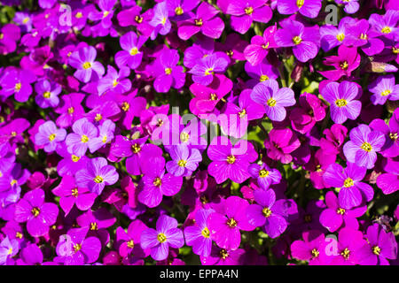 Close up d'un grand fleck de Aubrieta deltoidea ou violet rock cress. Banque D'Images