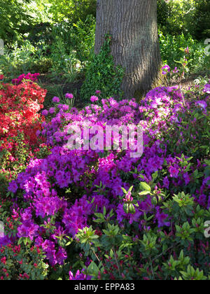 Sunlit luxuriant Rhododendron mauve dans l'ombre pommelé avec pleine floraison printanière Banque D'Images