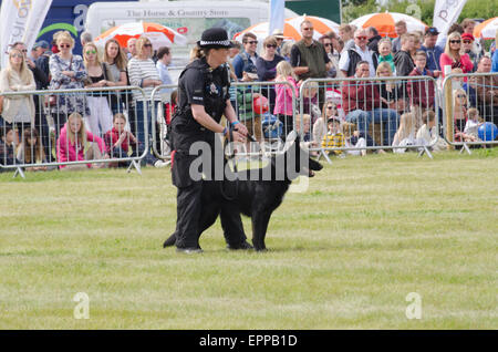 Démonstration de chiens de police d'Essex Essex à montrer aux jeunes agriculteurs Banque D'Images