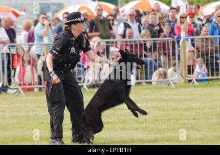 Démonstration de chiens de police d'Essex Essex à montrer aux jeunes agriculteurs Banque D'Images