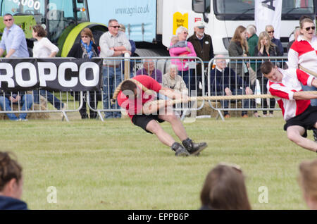 Concours de souque Essex Jeunes agriculteurs montrent Dunmow concurrentes de Mens Banque D'Images