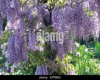 Arbre de wisteria en pleine fleur, croissant dans un jardin ensoleillé verdant Royaume-Uni Banque D'Images