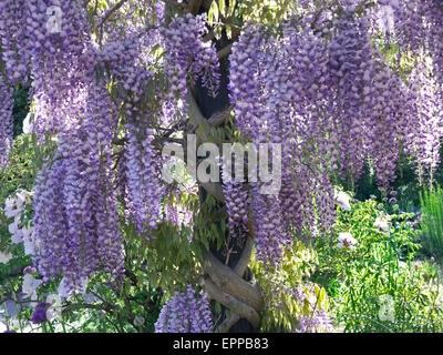 Arbre Wisteria en pleine floraison, poussant dans un verdoyant ensoleillé RHS Wisley Garden Surrey UK Banque D'Images