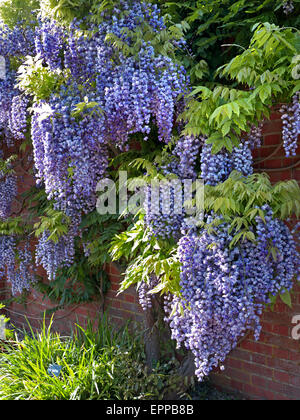 Profusion de glycine en pleine floraison, croissante contre un mur de brique rouge au jardin Banque D'Images