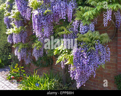 WISTERIA SINENSIS Wisteria typique de profusion en parfaite pleine floraison, croissante contre un mur de brique rouge UK Banque D'Images