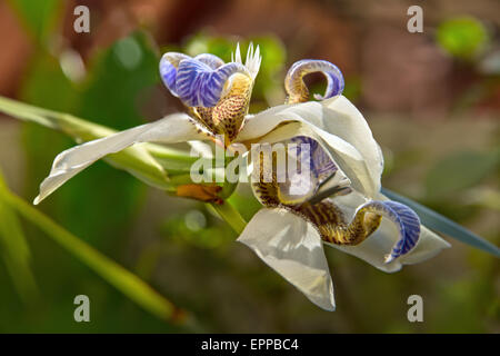 Lily, fleur, blanc, flou, couleurs, contraste, dynamique, vert, violet, vie, coloré, vif, ombre, soleil, fragile, Banque D'Images