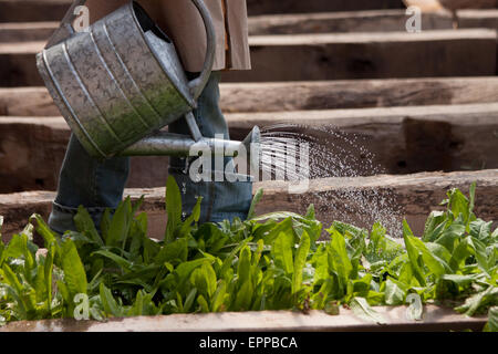 Les jeunes, l'arrosage des plantes, le bois, les plantes, douche, goutte d'eau. Banque D'Images