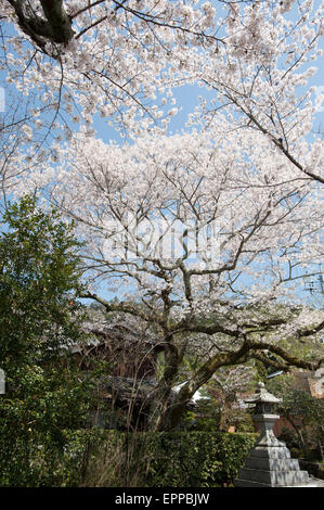 La saison des cerisiers en fleur. Le printemps est arrivé à Kyoto au Japon et elle est marquée par les nombreux arbres fleuris gais fleurissent dans plusieurs emplacement dans Kyoto. Banque D'Images