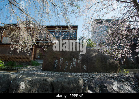 La saison des cerisiers en fleur. Le printemps est arrivé à Kyoto au Japon et elle est marquée par les nombreux arbres fleuris gais fleurissent dans plusieurs emplacement dans Kyoto. Banque D'Images