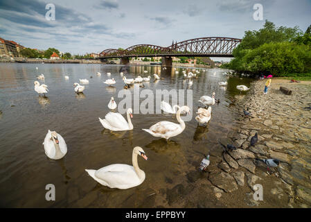 Un groupe de cygnes sur la rivière Vltava, Prague, République Tchèque, Europe Banque D'Images