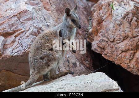 Black-footed Rock wallaby-(Petrogale lateralis) Banque D'Images