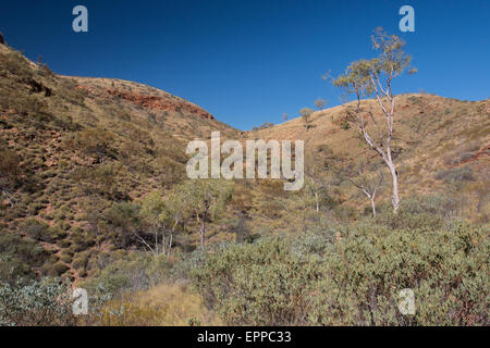 Vallée de végétation à Ormiston Gorge, dans une région aride des West MacDonnell Ranges, Territoire du Nord, Australie Banque D'Images