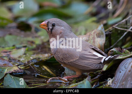 Femme diamant mandarin (Taeniopygia guttata) Banque D'Images
