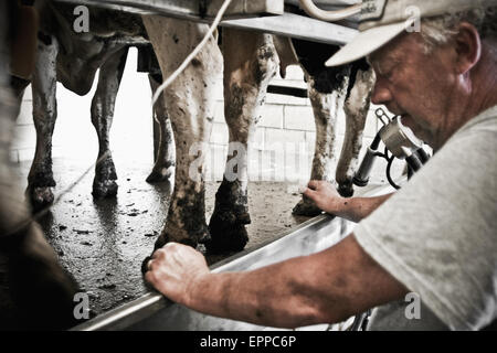 Un homme prend une pause pendant que traire les vaches dans la ferme familiale à Keymar, Maryland. Banque D'Images
