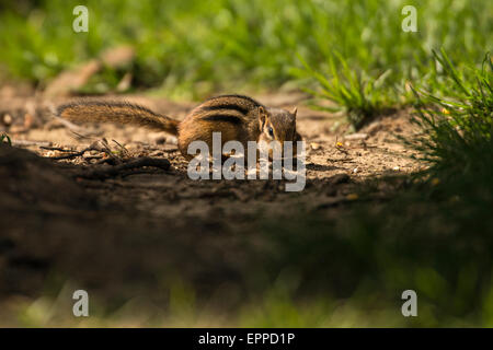Le Tamia rayé en quête de graines au sol renversé Banque D'Images
