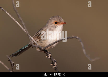 Magnifique femelle Fairywren (Malurus splendens) Banque D'Images