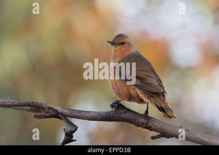 Bruant roux (Climacteris rufus) Banque D'Images